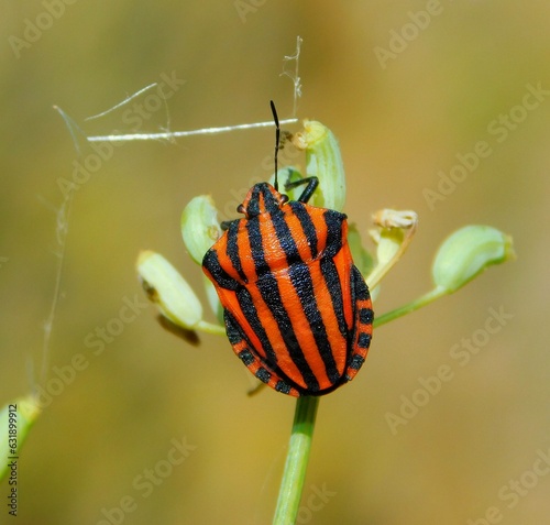 Graphosoma lineatum is a species of heteropterous hemipterous insect in the Pentatomidae family. 