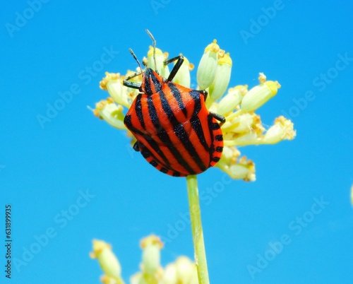 Graphosoma lineatum is a species of heteropterous hemipterous insect in the Pentatomidae family.  photo