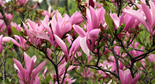 Magnolia blooms in the garden in spring