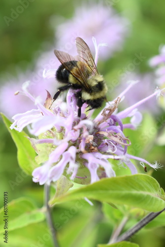 Bombus affinis, Rusty patched bumble bee, on bee balm, Monarda fistulosa photo