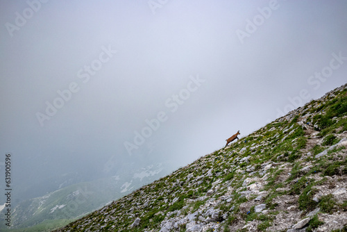 Wild goat at the foot of Mount Vihren