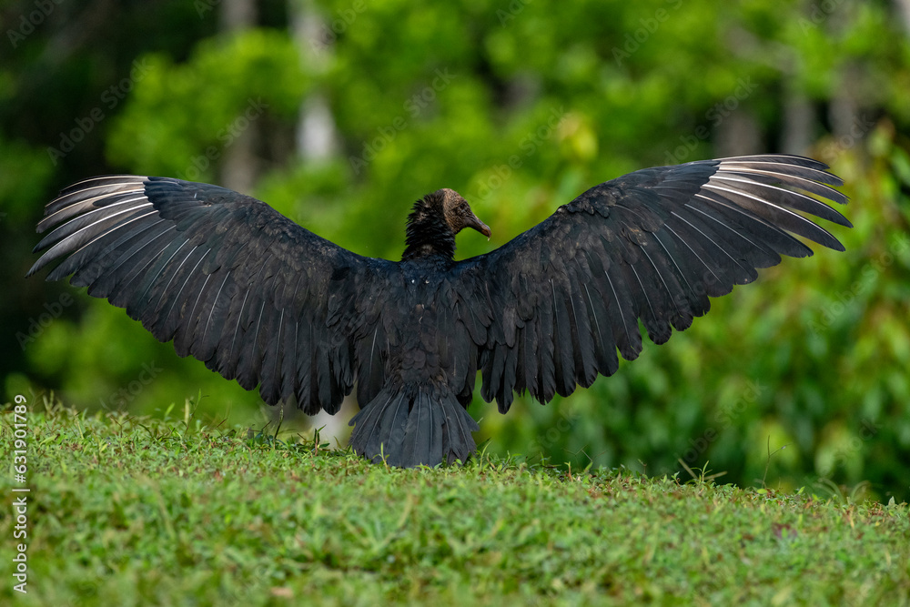 Fototapeta premium Black Vulture (Coragyps atratus) drying their wings - stock photo