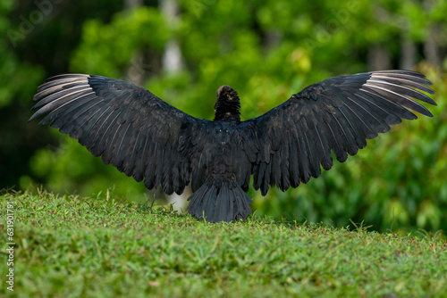 Black Vulture (Coragyps atratus) drying their wings - stock photo