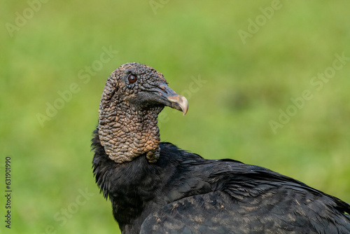 Black Vulture (Coragyps atratus) portrait head - stock photo photo