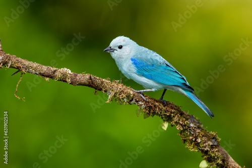 Sayaca tanager (Thraupis sayaca) in the rainforest of Costa Rica, perched on a branch - stock photo