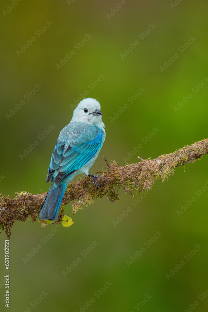 Sayaca tanager (Thraupis sayaca) in the rainforest of Costa Rica, perched on a branch, Central America - stock photo