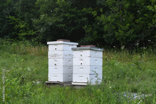 Honey bee colonies, a pair of bee hives sitting on a stand in a pasture