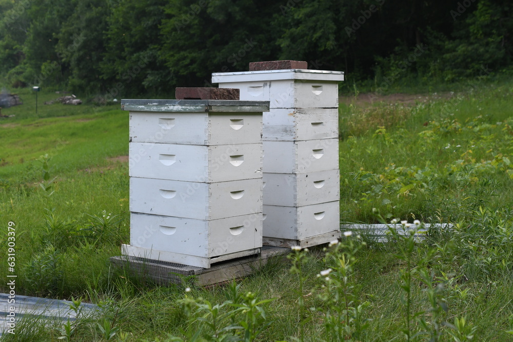 Honey bee colonies, a pair of bee hives sitting on a stand in a pasture Honey bee colonies, a pair of bee hives sitting on a stand in a pasture