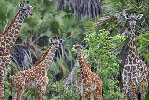Giraffes family portret taken in Selous national park in Tanzania
