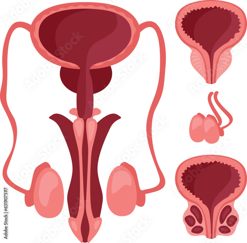 Male reproductive system for study in medical facilities for doctors isolated on white background