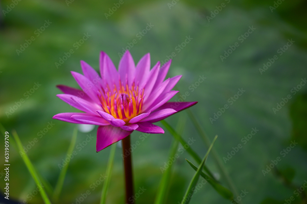 The lotus flower represents Buddhism.