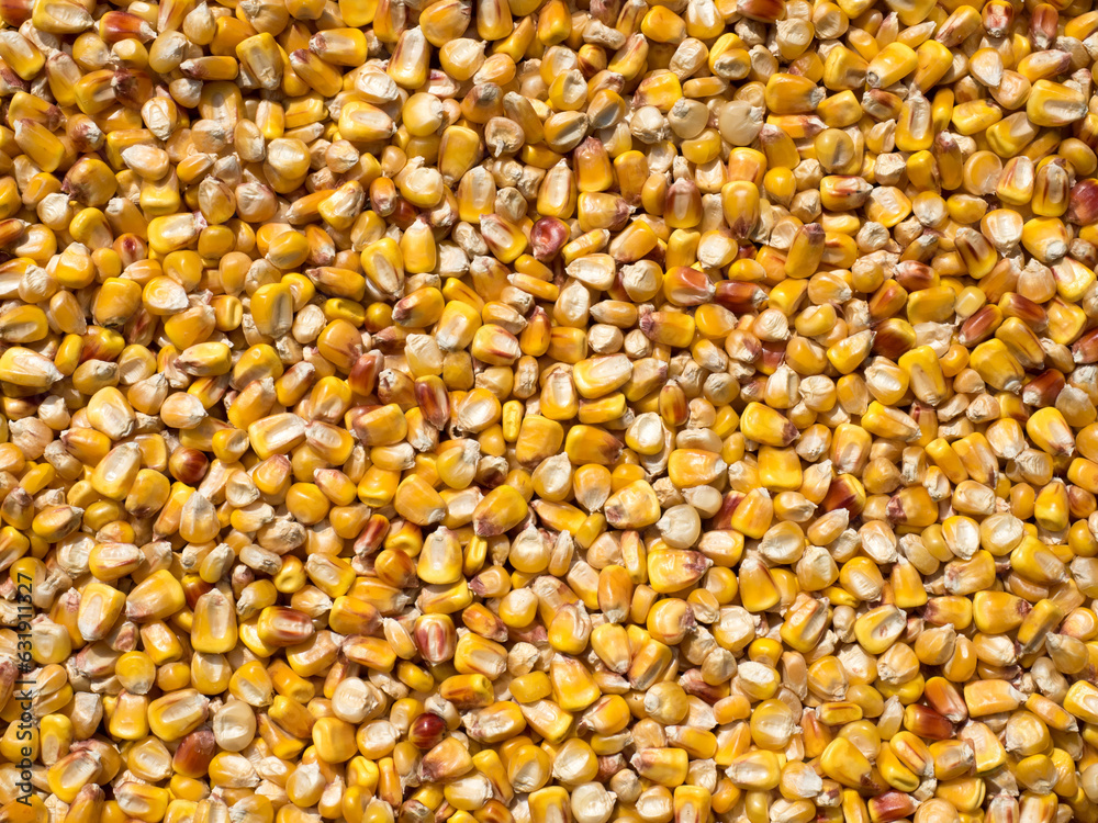 Ukrainian corn grain Ukrainian corn grain