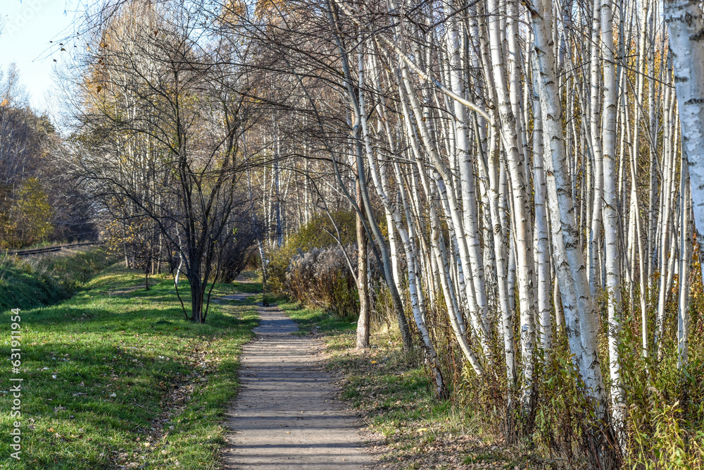 Birch Pathway in the Forest