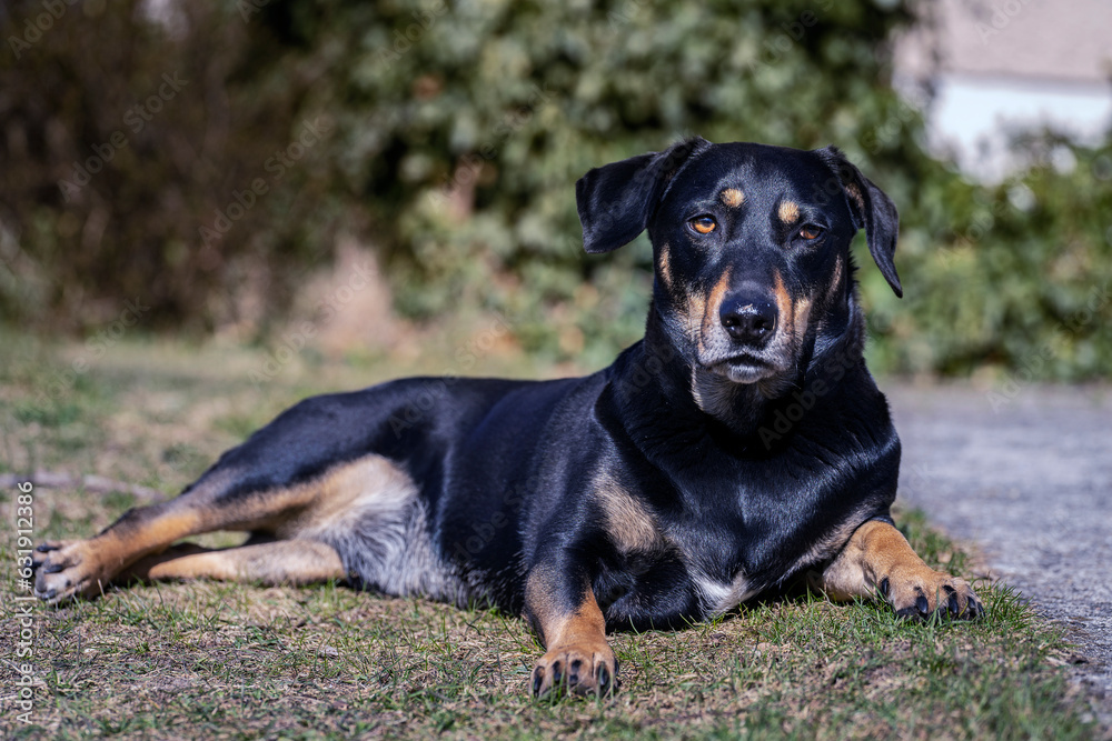 Total entspannter Hund liegt im Garten