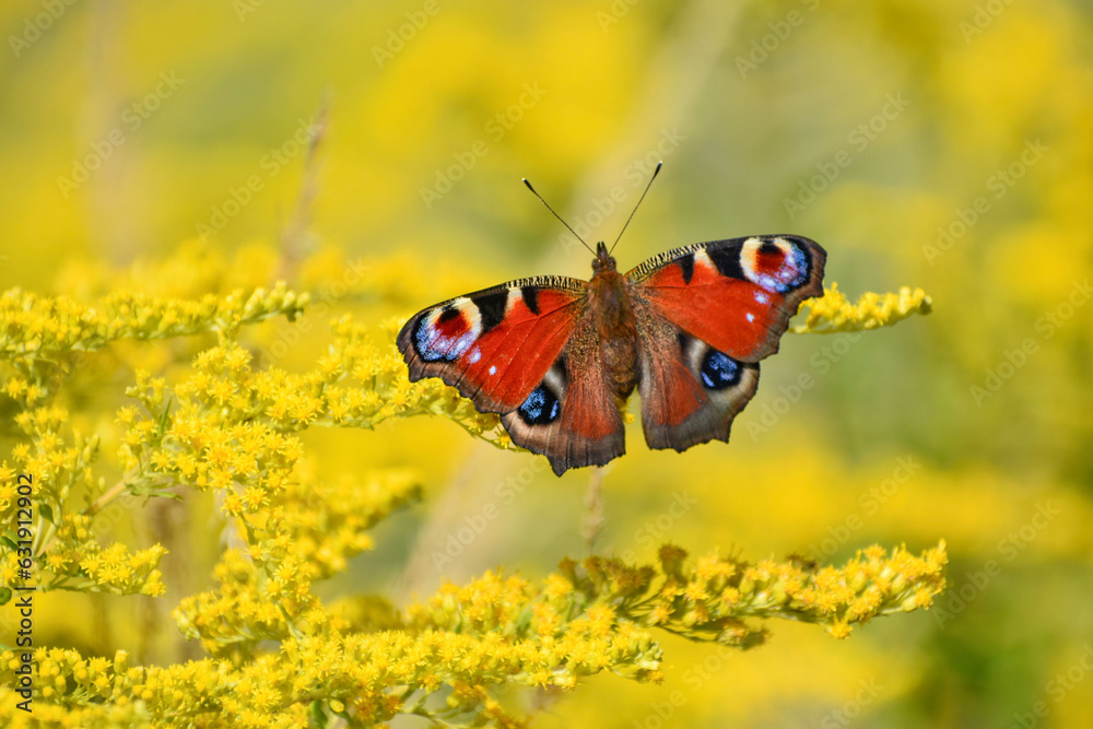 Red Monarch Butterfly on Yellow Blurry Flowers Close Up Red Monarch Butterfly on Yellow Blurry Flowers Close Up