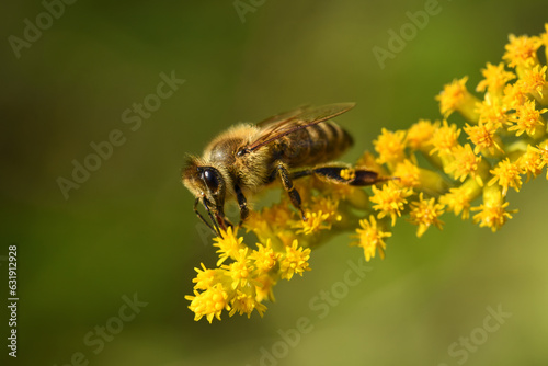 Bee collecting pollen on a yellow flower © Cornel