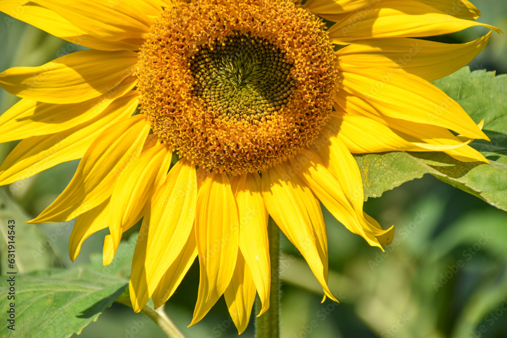 Summer Sunflower in Macro Outoor Summer Sunflower in Macro Outoor