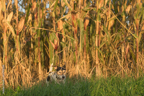 Cute disobedient Jack Russell Terrier Dog has escaped and is sitting in front of a maize field. photo