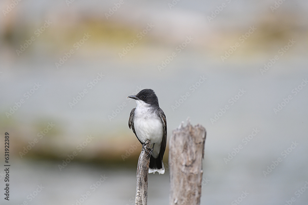 Fototapeta premium Eastern Kingbird perched on a branch