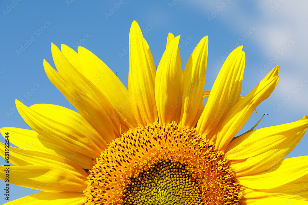 Naklejka premium Sunflower natural background. Sunflower blooming. Close-up of sunflower.