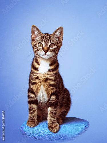 chaton ou chat tigré portrait photo