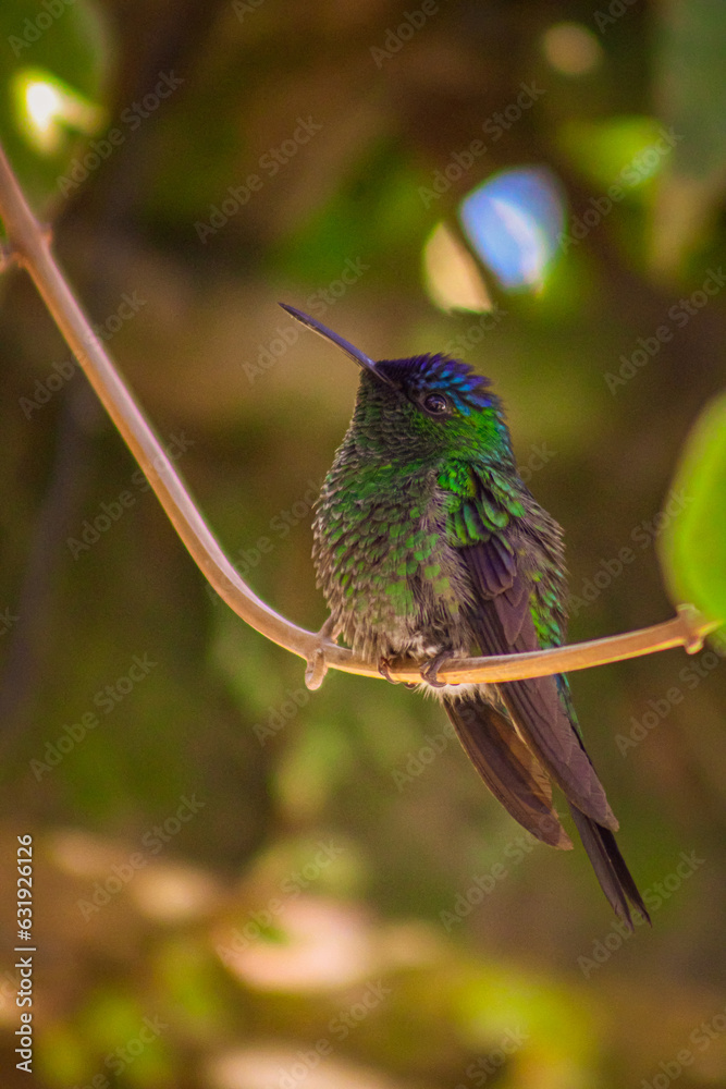 Fototapeta premium Beija flor 