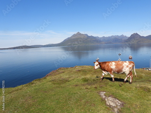 Cow on a cliff with the mountains and sea