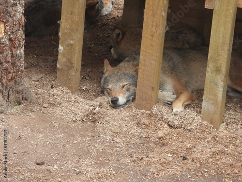 Sleeping wolf