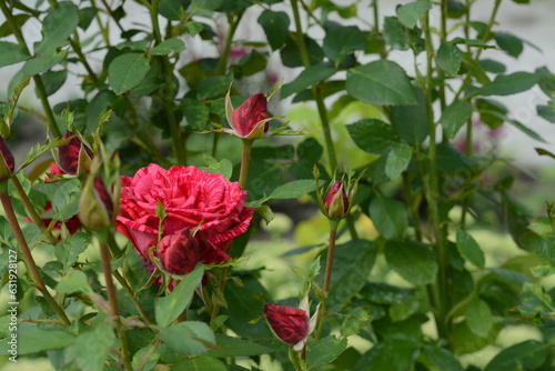 Bush of variegated red roses in the garden