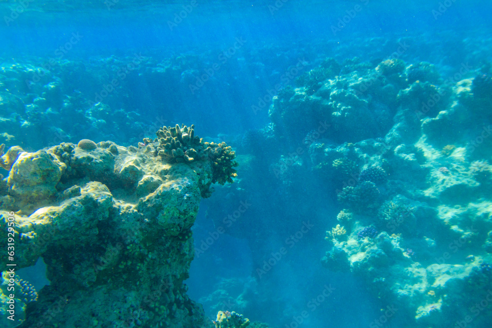 Fototapeta premium Coral reef in the Red sea in Ras Mohammed national park. Sinai peninsula in Egypt