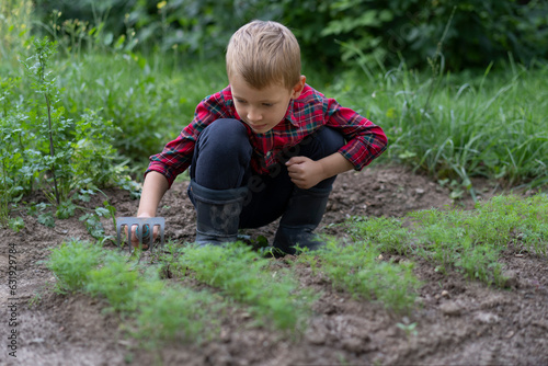 A little boy dressed as a farmer sits near a dill patch and loosens the soil. Organic farming concept