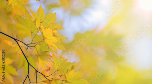 yellow maple foliage on sunny background