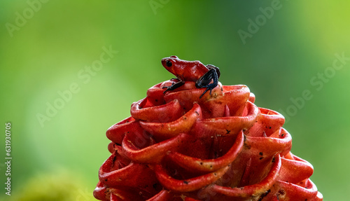 Red Strawberry poison dart frog, Dendrobates pumilio, nature habitat, Costa Rica. Close-up portrait of poisonous red frog. Frog in the forest. Rare amphibian in tropical jungle. Wildlife forest.