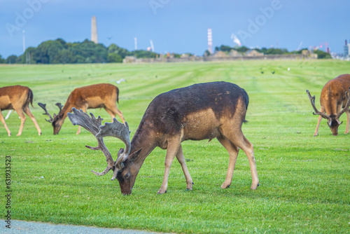 Dublin  Ireland - July 12 2023 -  Deer in Dublin s Phoenix Park 