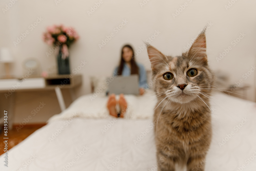 A little Maine Coon kitten is standing on the bed and looking into the camera. A cat on a blurred background of a girl with a laptop lying on the bed. A little Maine Coon kitten is standing on the bed and looking into the camera. A cat on a blurred background of a girl with a laptop lying on the bed.