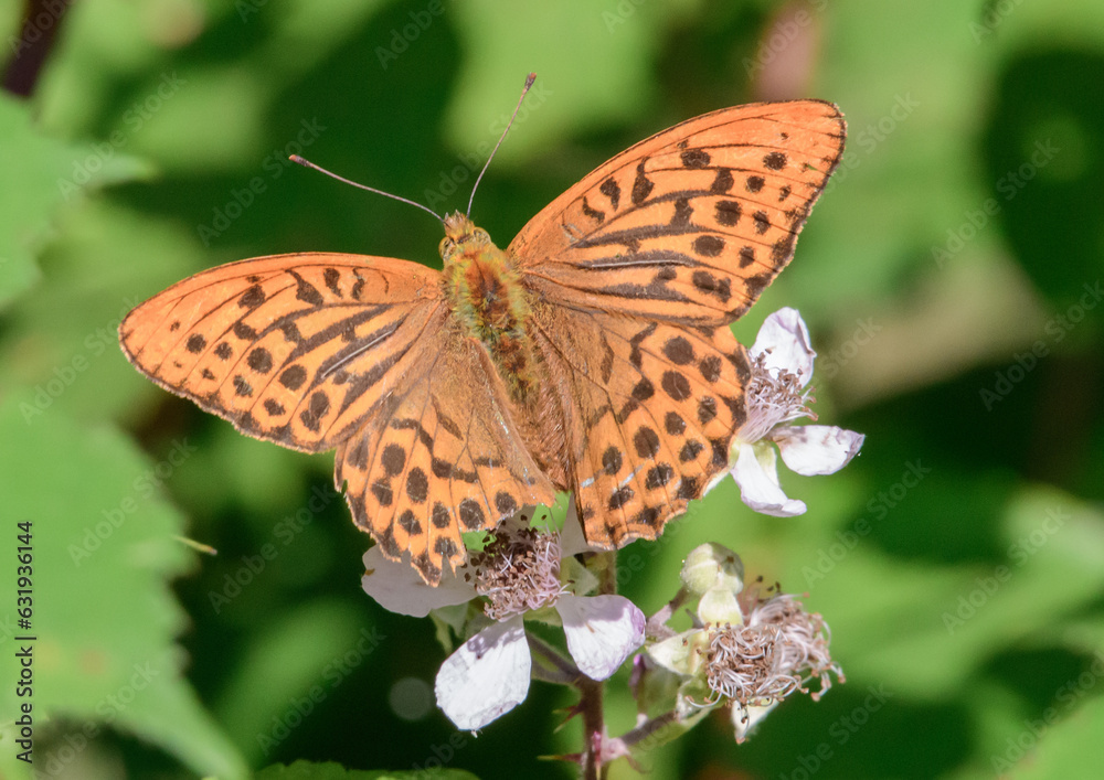 tatty Silver washed fritillary butterfly with wings spread
tatty Silver washed fritillary butterfly with wings spread