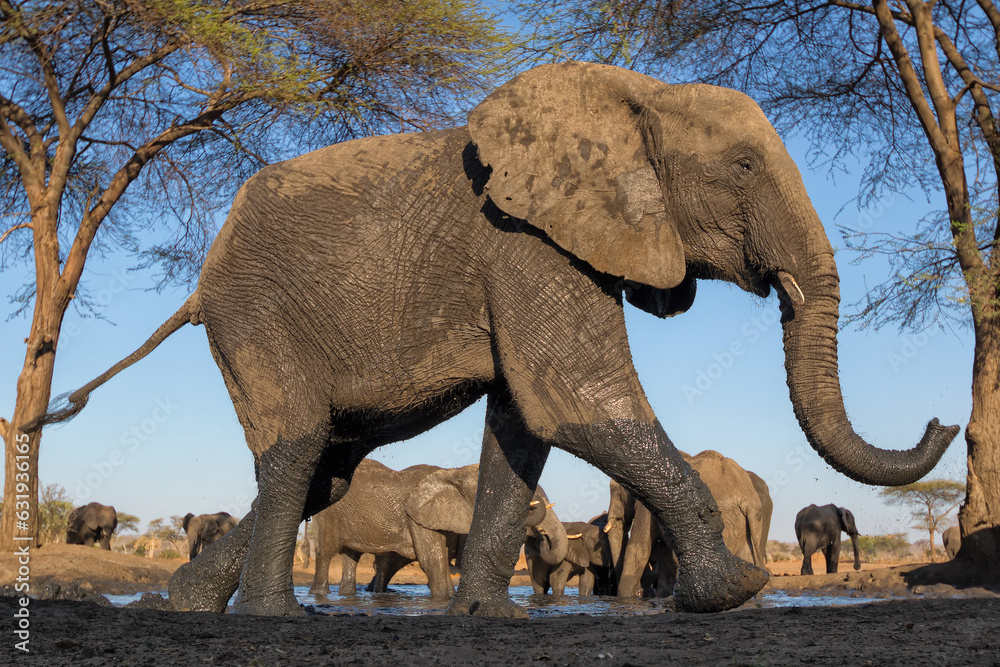 elephant at chobe national park, Botswana
