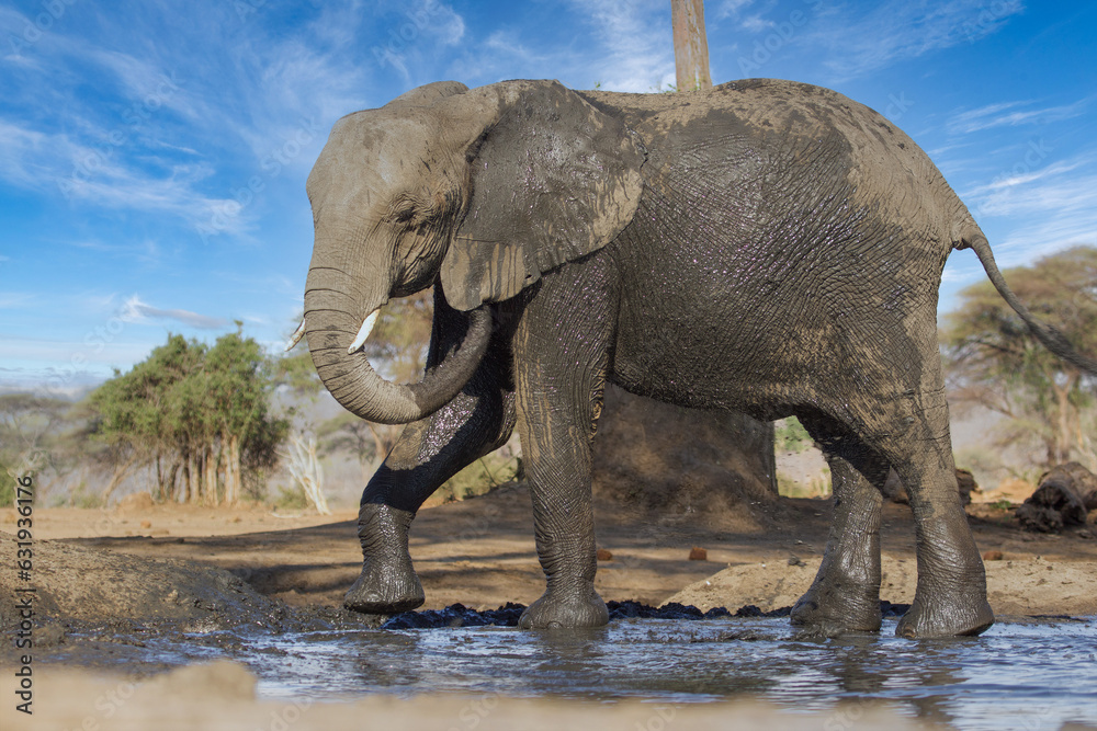 Fototapeta premium elephant at chobe national park, Botswana