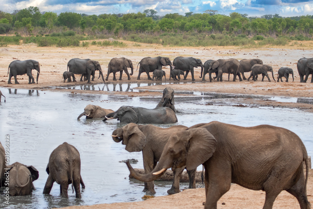 Elephants at Hwange national Park, Zimbabwe Elephants at Hwange national Park, Zimbabwe
