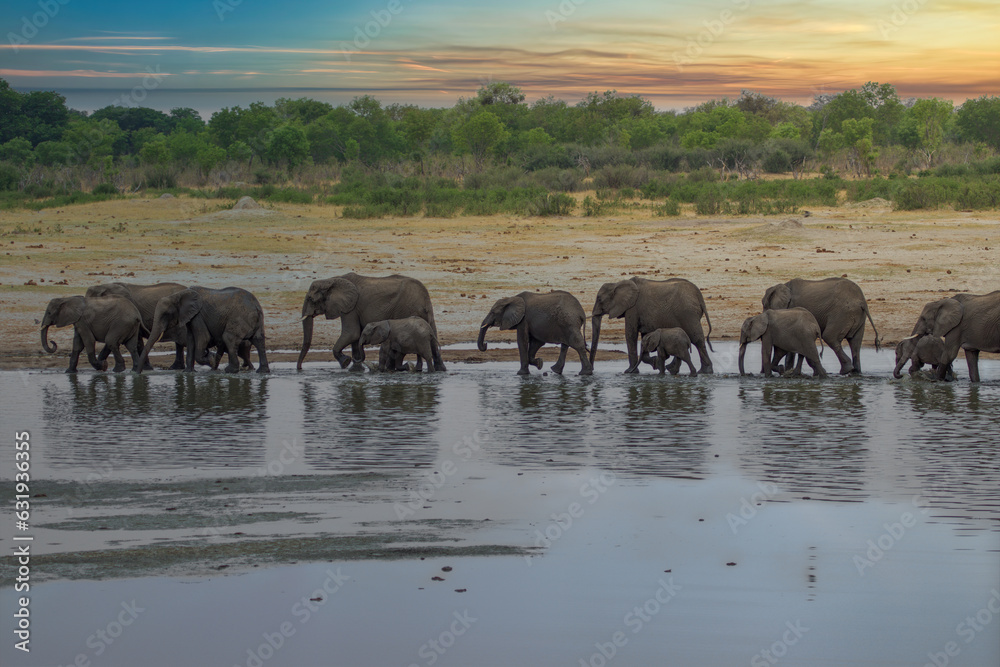 Elephants at Hwange national Park, Zimbabwe Elephants at Hwange national Park, Zimbabwe