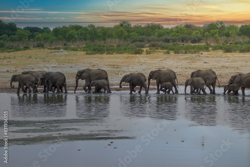 Elephants at Hwange national Park, Zimbabwe