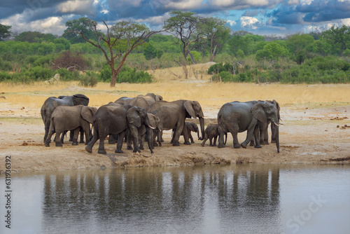 Elephants at Hwange national Parl, Zimbabwe