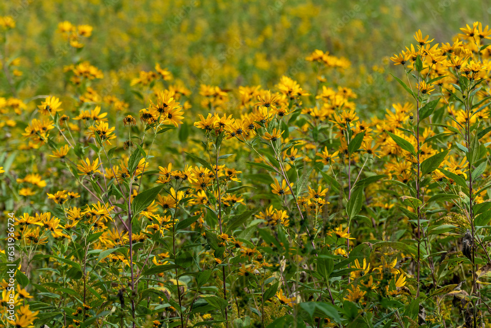 Obraz premium Hairy Sunflowers Growing WIld In The Field In Wisconsin