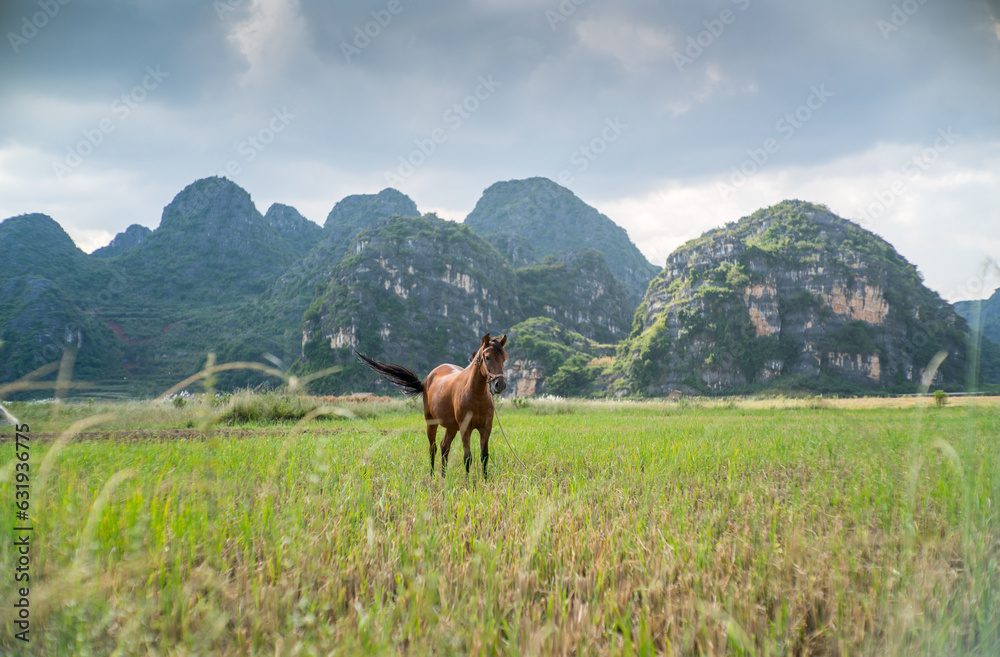 A horse on karst landscape background in Yunnan China A horse on karst landscape background in Yunnan China