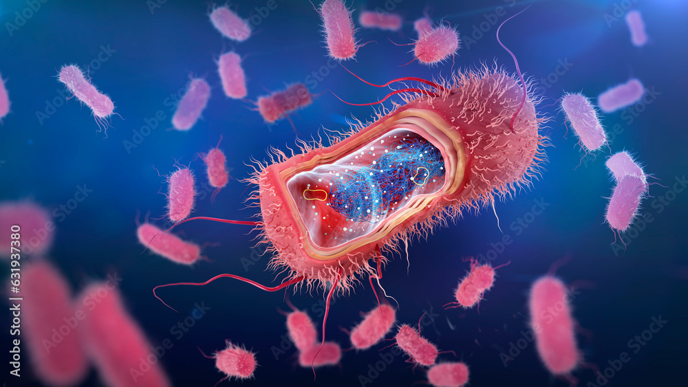 Escherichia coli anatomy. This rodshaped, Gram negative bacteria or
