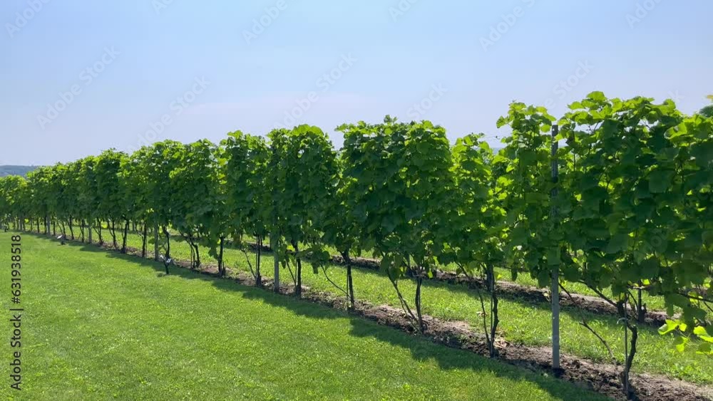 A picturesque field with perfectly level grape vines growing on trimmed grass on a hill against a clear sky and green trees on a sunny day. Care and cultivation of vineyards. Grape hills