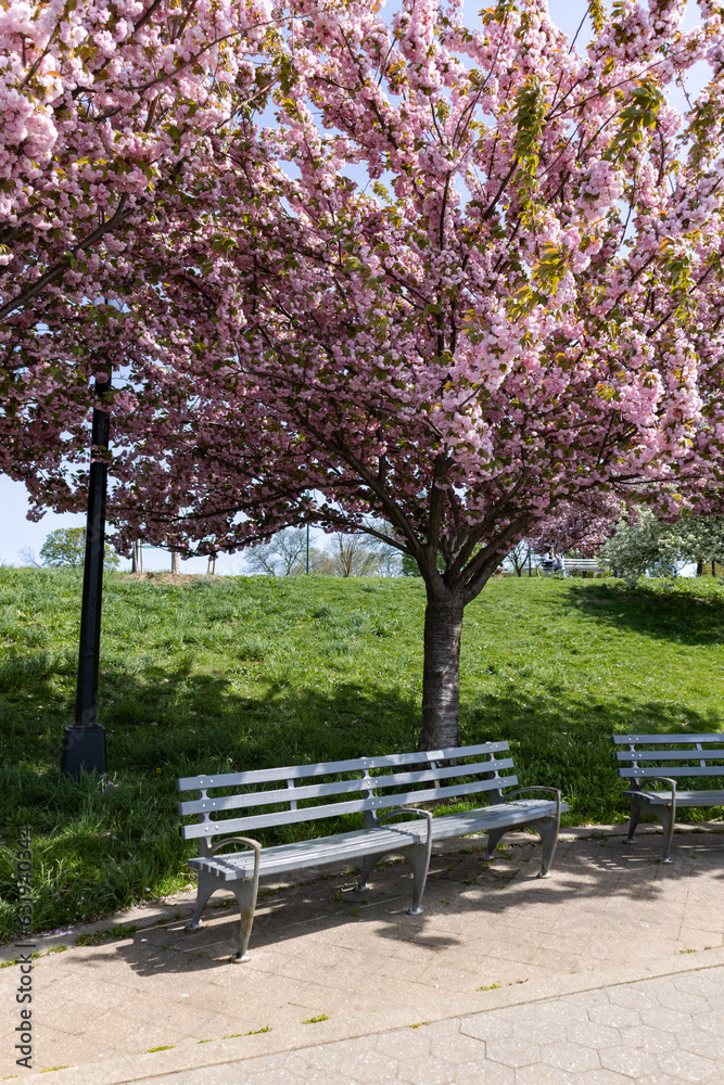 Beautiful Pink Flowering Trees and Empty Benches during Spring at Rainey Park in Astoria Queens New York Beautiful Pink Flowering Trees and Empty Benches during Spring at Rainey Park in Astoria Queens New York