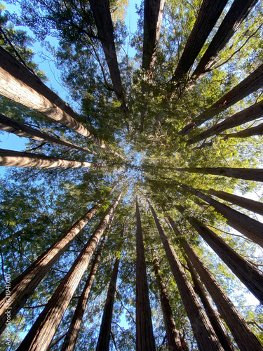 trees in the forest