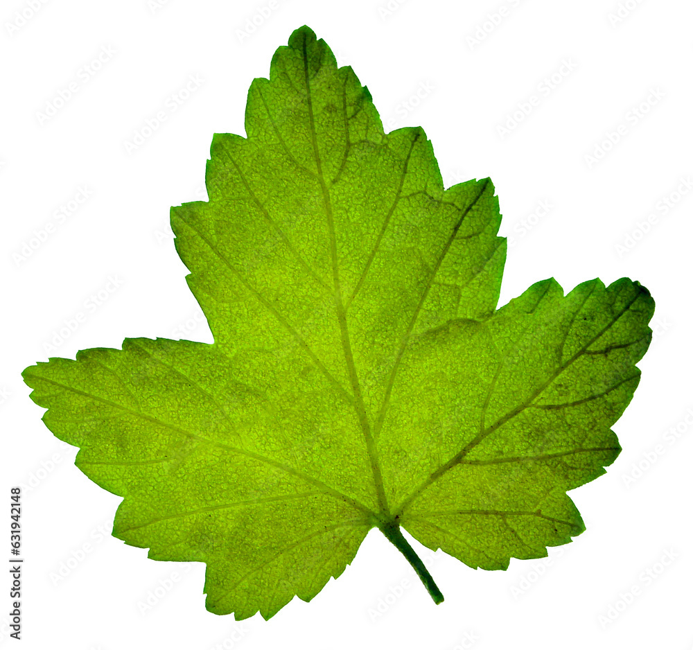 Young green currant leaves, isolated on transparent without shadow. PNG. Alternative medicine. herbal medicine. Young green currant leaves, isolated on transparent without shadow. PNG. Alternative medicine. herbal medicine.