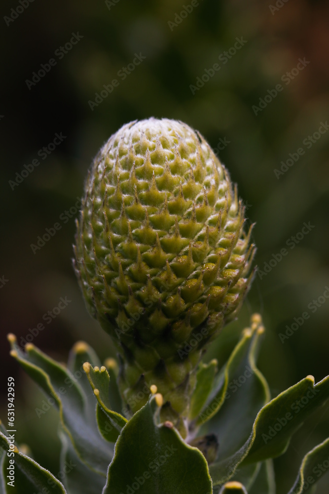 Yellow Bird Pincushion Flower Bud Close-up (Leucospermum cordifolium)
